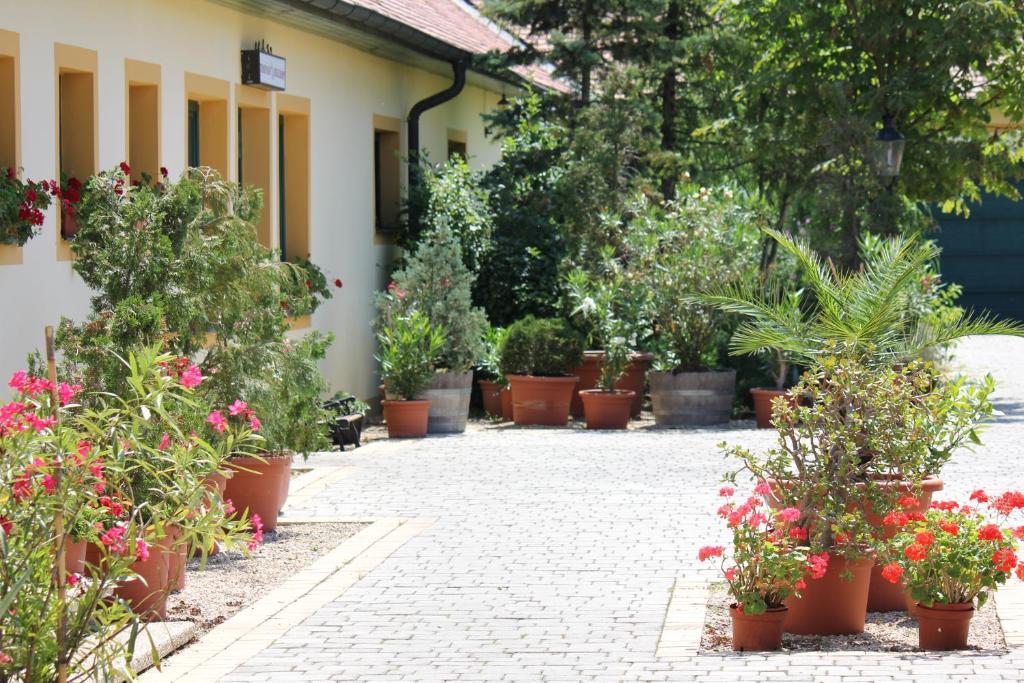 Levanda Panzio Kópháza Exteriér fotografie